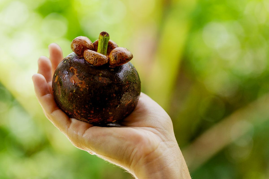 How to Include Mangosteen in Your Wellness Routine