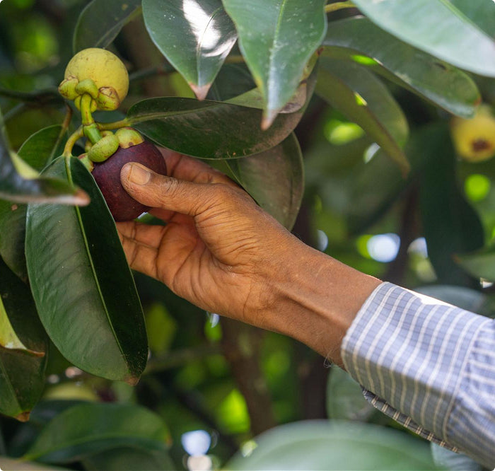 Polyphenols_and_skin_vitality