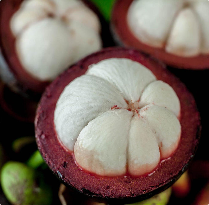 Traditional_uses_of_xanthone containing_plants